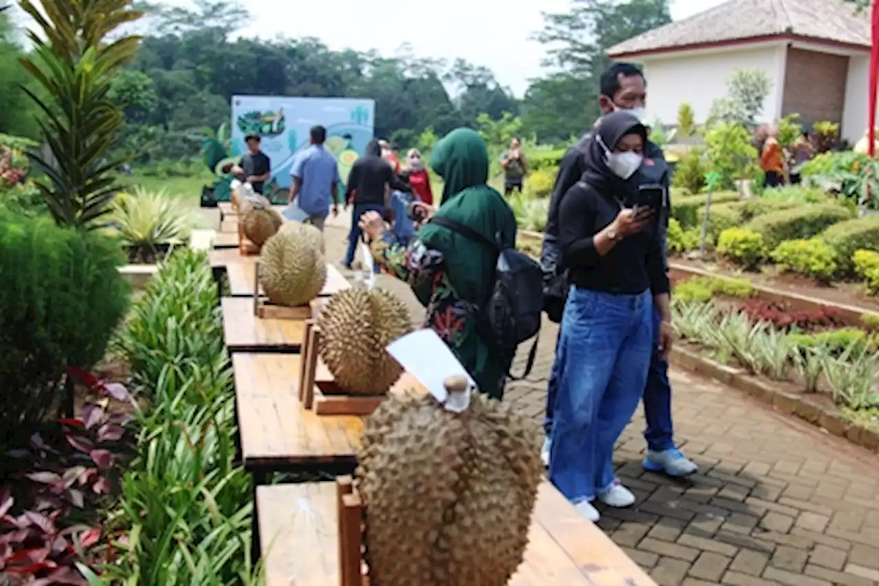 Produktivitas Durian Naik Sebelas Lipat, Tapi Populasi Pohon Terus Menyusut