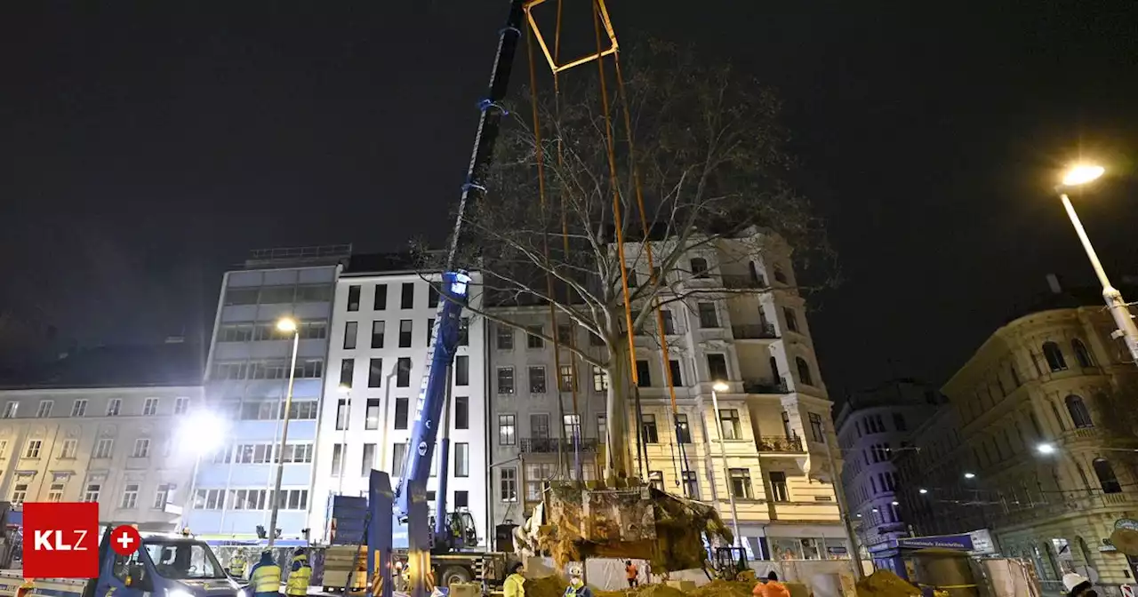 Nach Vorbild aus Nürnberg: Um Fällungen zu vermeiden: ÖVP will Grazer Stadtbäume versetzen | Kleine Zeitung