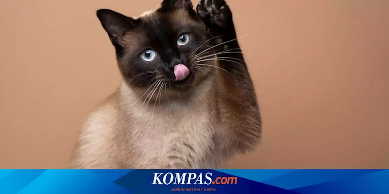 5 Penyebab Kucing Menjulurkan Lidah