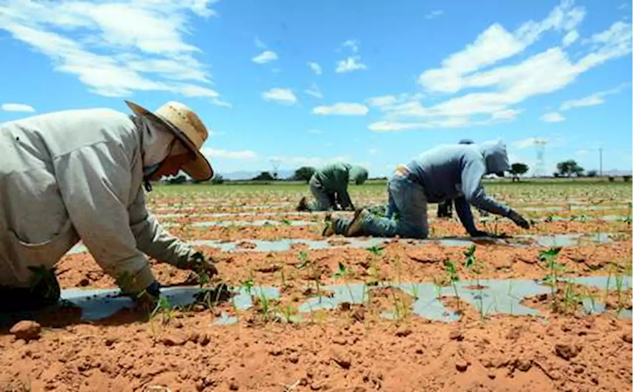 La Jornada: El renacimiento del campesinado en México