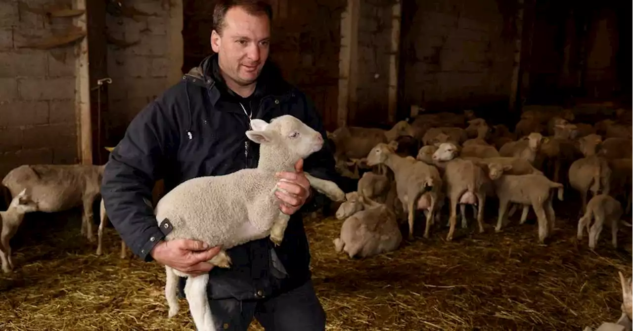 LOISIRS. Et si on visitait cette ferme qui accueille bisons, lamas et rennes à côté de Seyne-les-Alpes ?