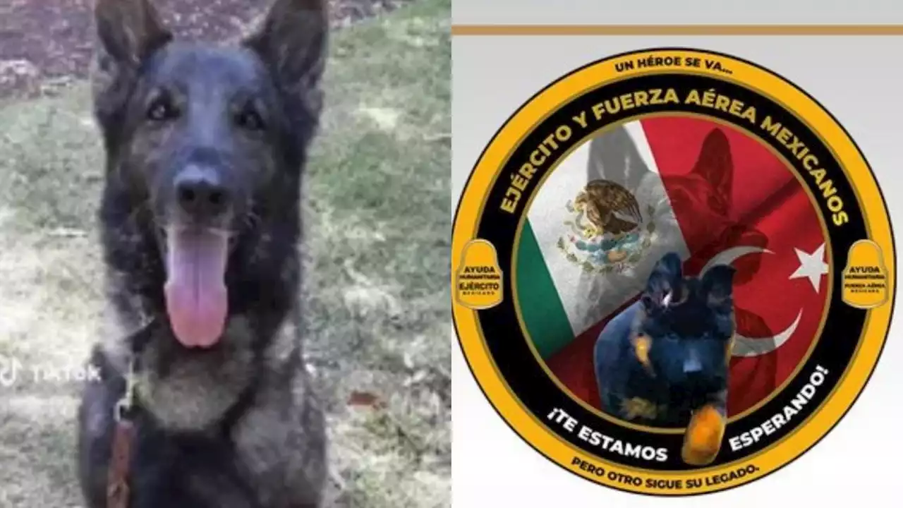 Turquía regala a México perrito para que continúe con el legado de Proteo