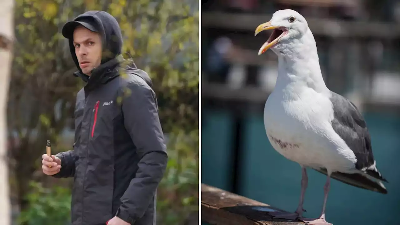 Sunderland man, 40, captured seagull and masturbated over it as he watched porn in 'bizarre' offence