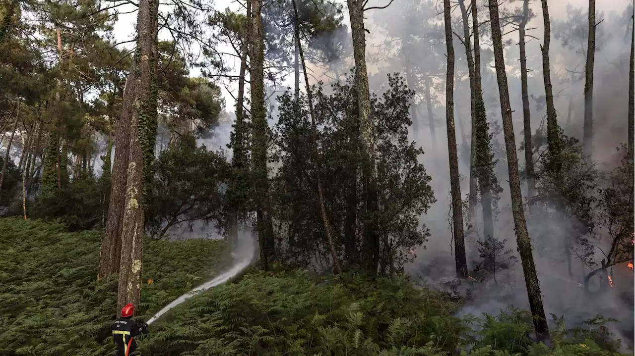 Qu’est-ce que la « météo des forêts », que vous verrez à partir de juin ?