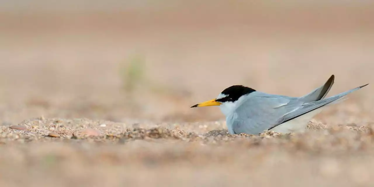 Allain Bougrain-Dubourg : la sécheresse « sonne déjà le glas de certaines espèces animales »