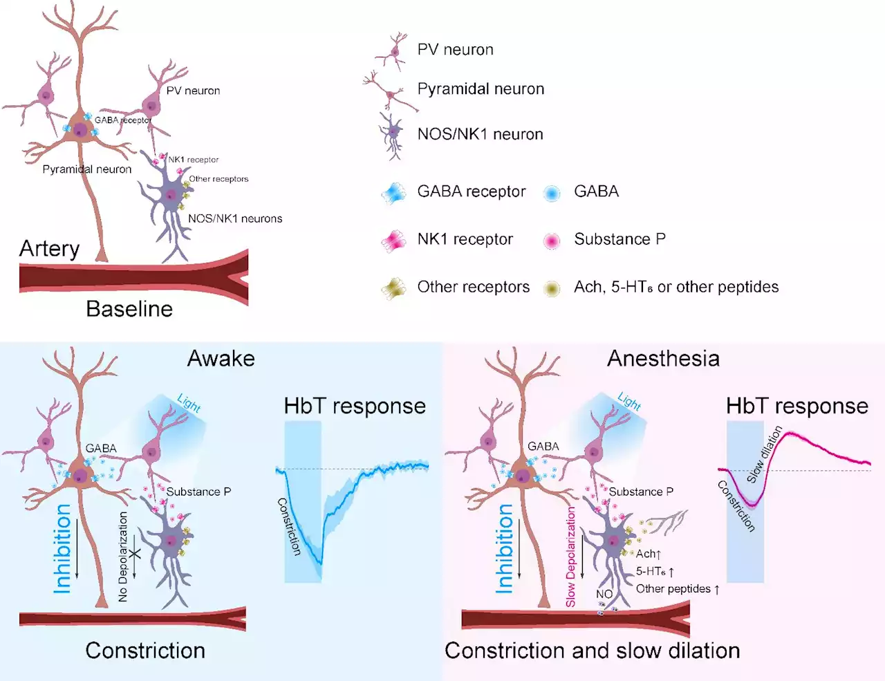 How the brain controls blood flow during sleep