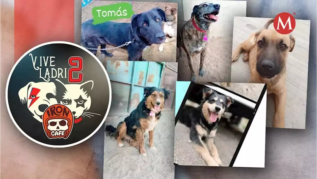 Vive ladrido 2023: un evento a beneficio de los perritos en Pachuca