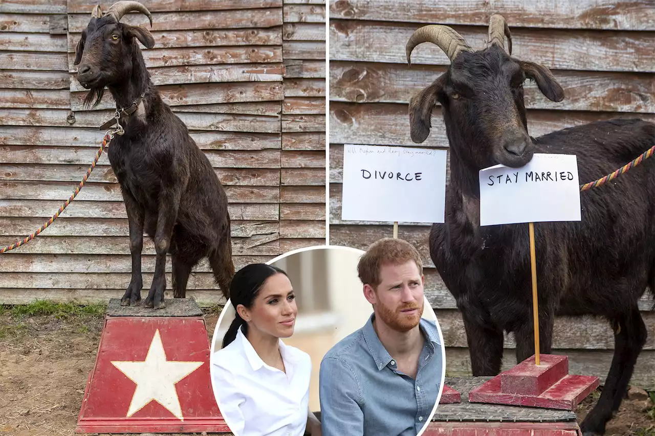 ‘Psychic’ goat makes royal predictions about Meghan, Harry and William