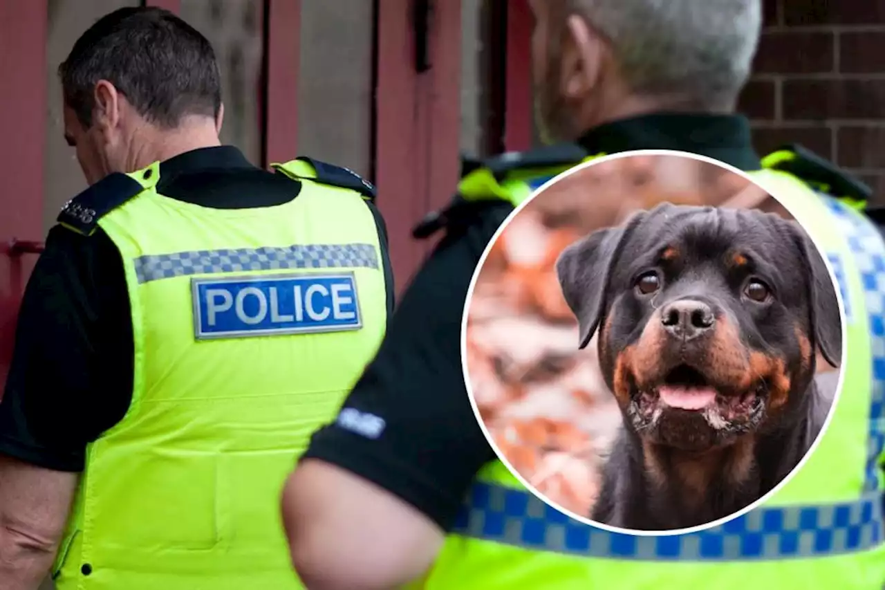 Man sentenced after dog 'almost died' in his scorching hot car