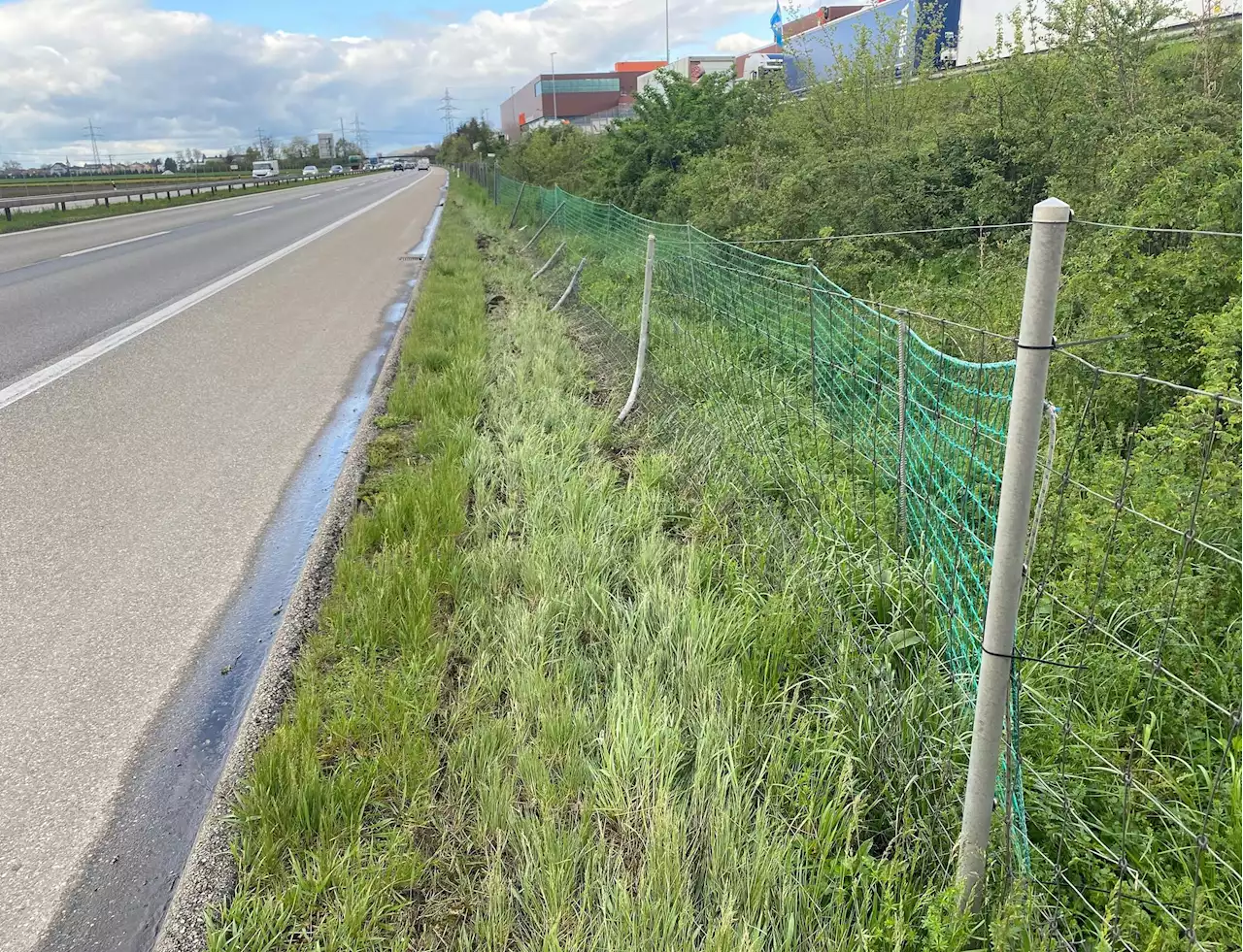 Neuendorf SO / A1: Nach Kollision mit Wildschutzzaun von Unfallstelle entfernt