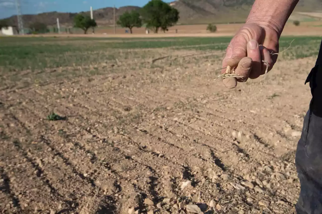 El Gobierno rebaja el IRPF a 800.000 agricultores para minimizar las pérdidas de la sequía