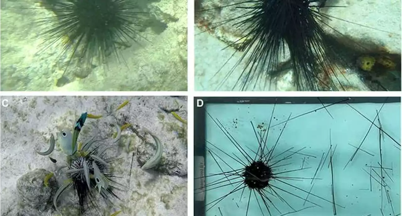 Erizos de mar están muriendo entre Estados Unidos y el Caribe; descubrieron razón - Pulzo