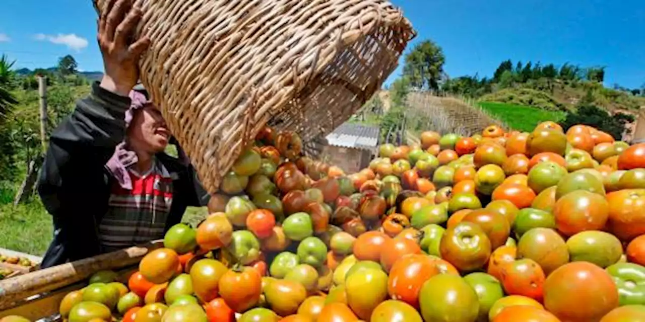 Gobierno activa salvavidas a pequeños productores de alimentos que la han tenido difícil - Pulzo