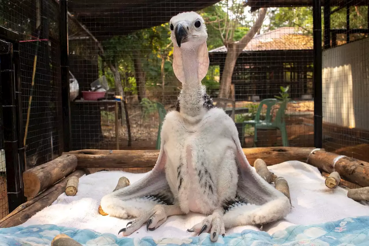 Thai zoo breeds endangered vultures hoping to see them soar again