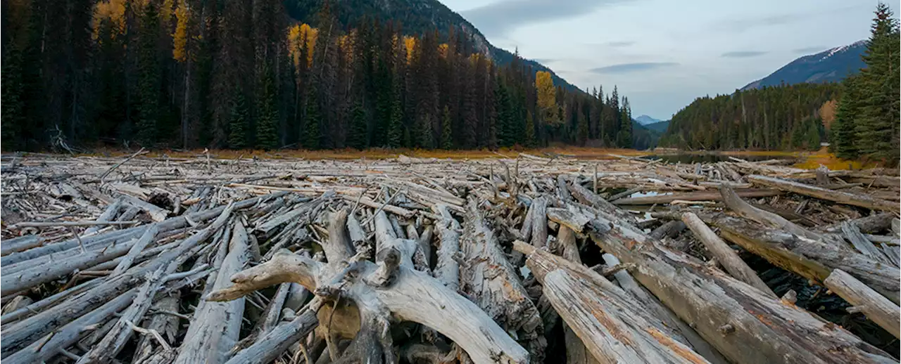 Earth's Largest Logjam Holds 3.4 Million Tons of Carbon, Study Finds