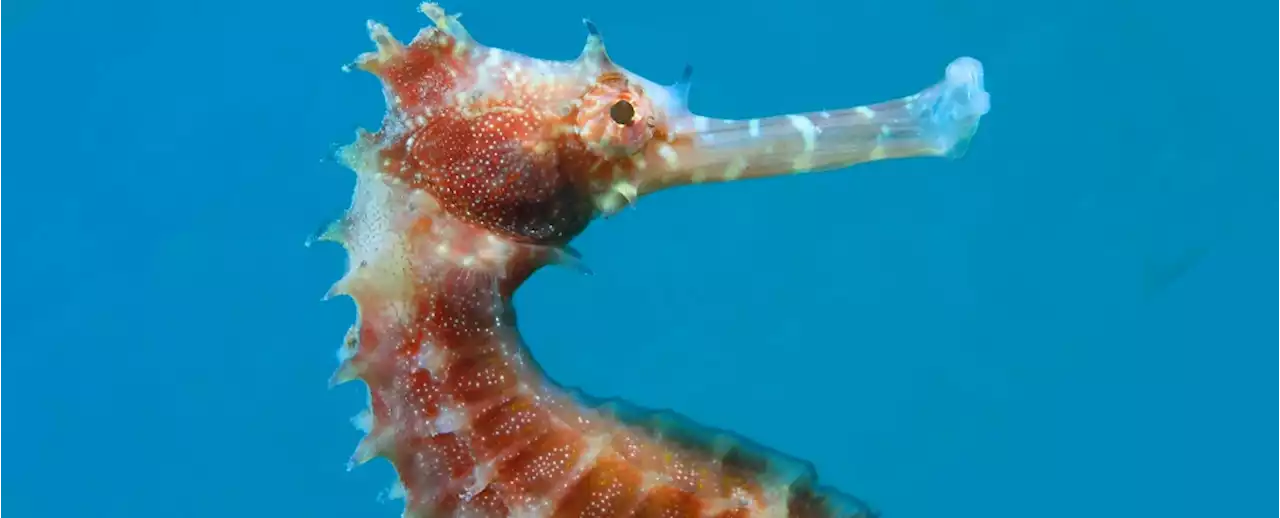 Seahorses Have an Insanely Powerful 'Gulp' That Lets Them Suck Down Food Fast