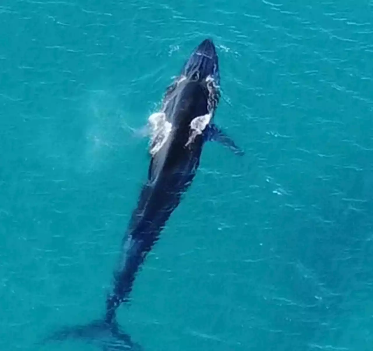 Rare sighting: Whale ‘spends’ Raya in Kudat waters