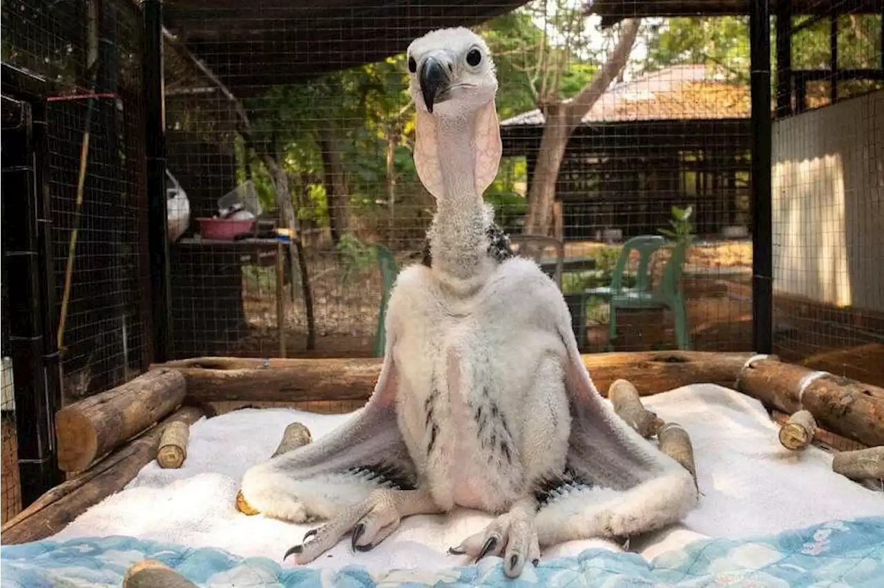 Thai zoo breeds endangered vultures, hoping to see them soar again