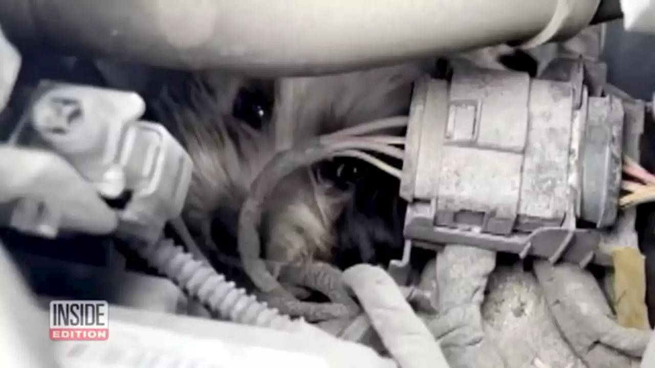 Cute pup takes a 25-mile ride in a car's engine bay - Autoblog