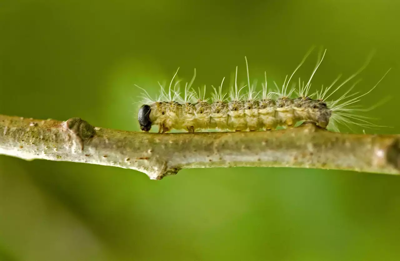 Urgent warning as horror plague of toxic insects marches across Britain