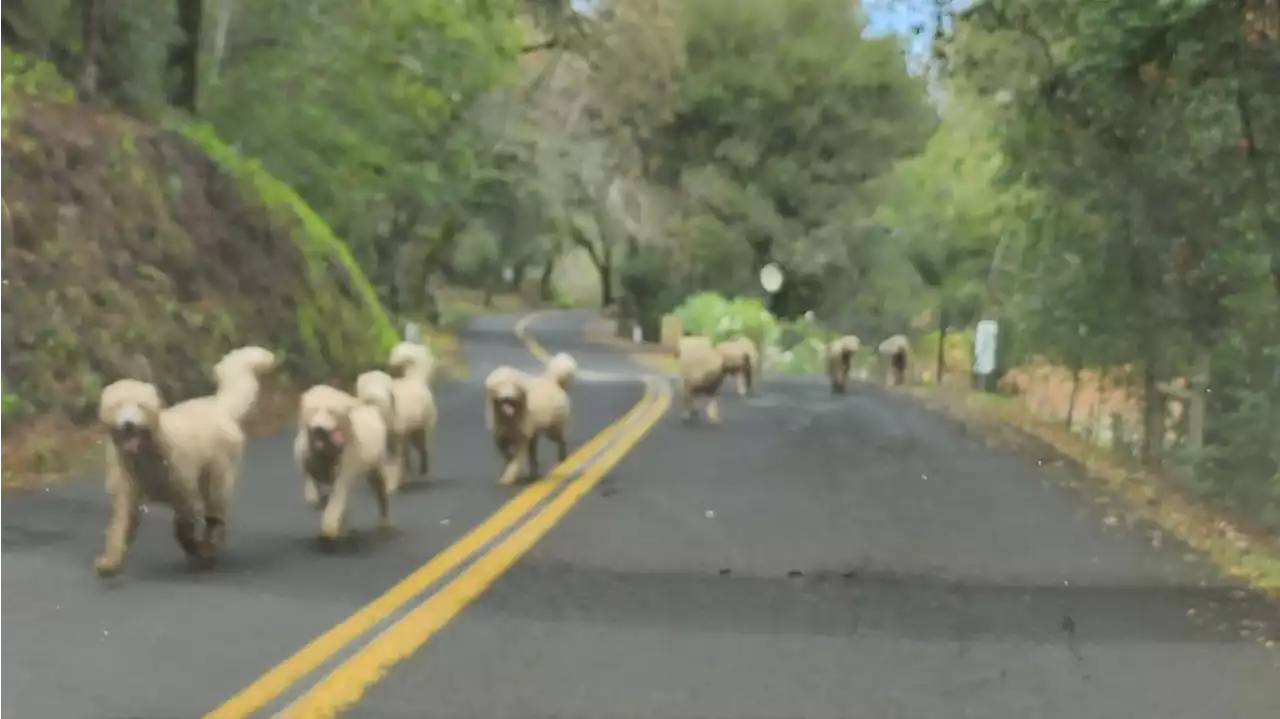 Goldendoodles on the loose in California