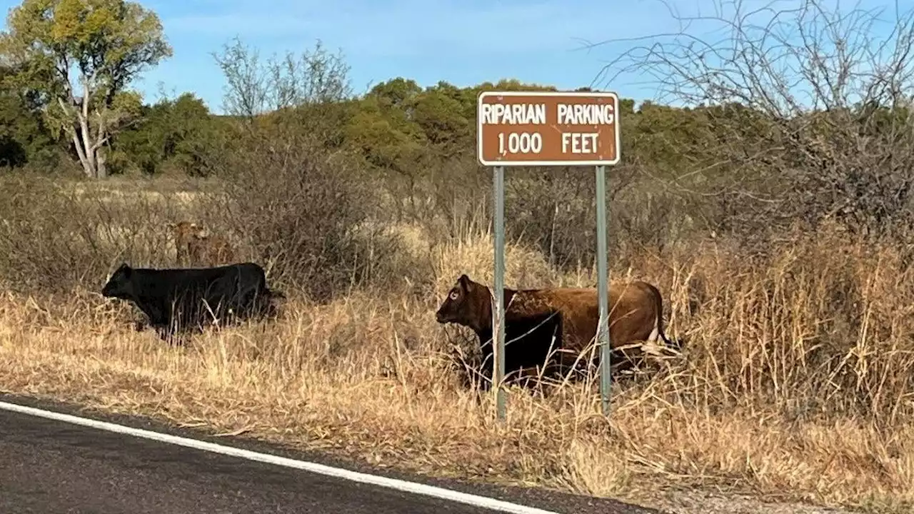 Roundup, fence work target stray cattle problem at San Pedro River