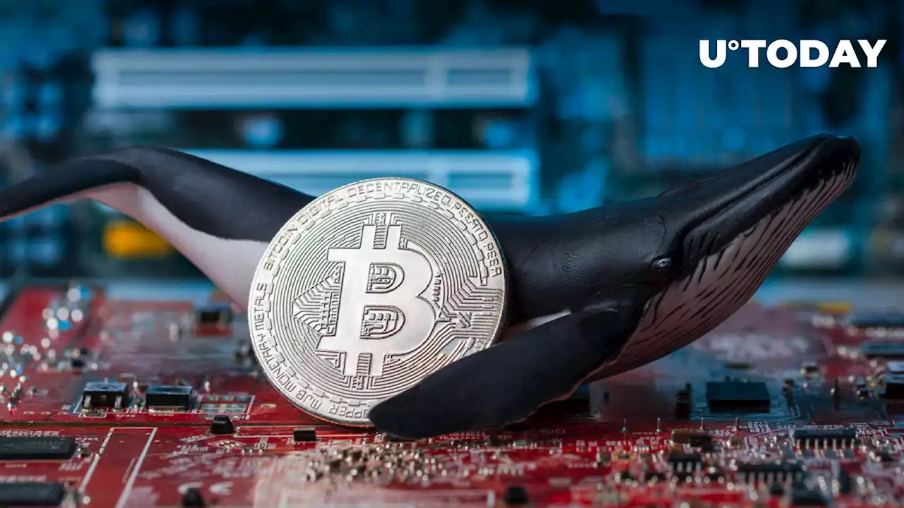 Bitcoin Divide: Whales Accumulate While Little Fish Swim Away