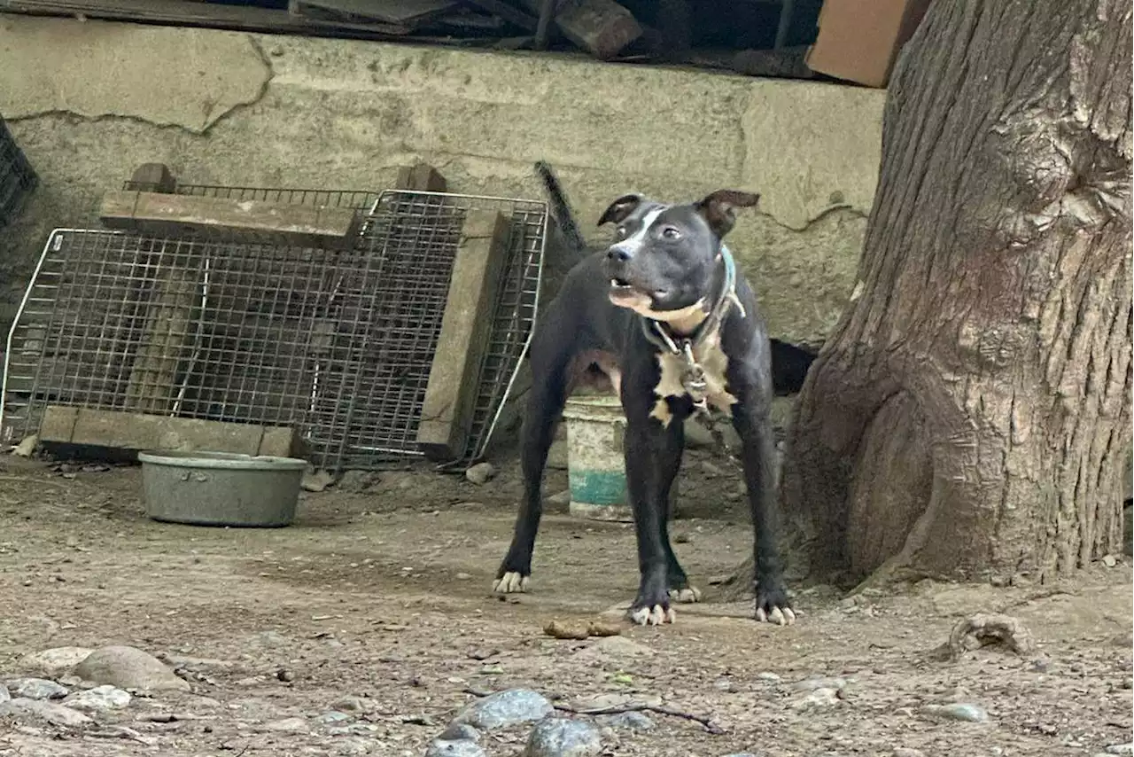 Por maltrato animal, clausuran criadero de perros en Nuevo León