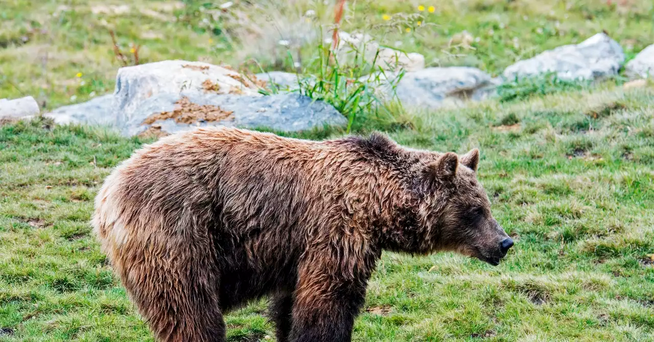 A Fatal Bear Attack Fuels a Fight Over Rewilding