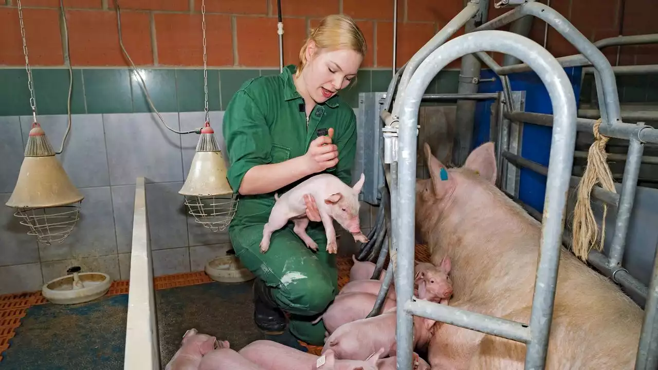 Ausbildungsberufe: Mehr Landwirtinnen und mehr Friseure