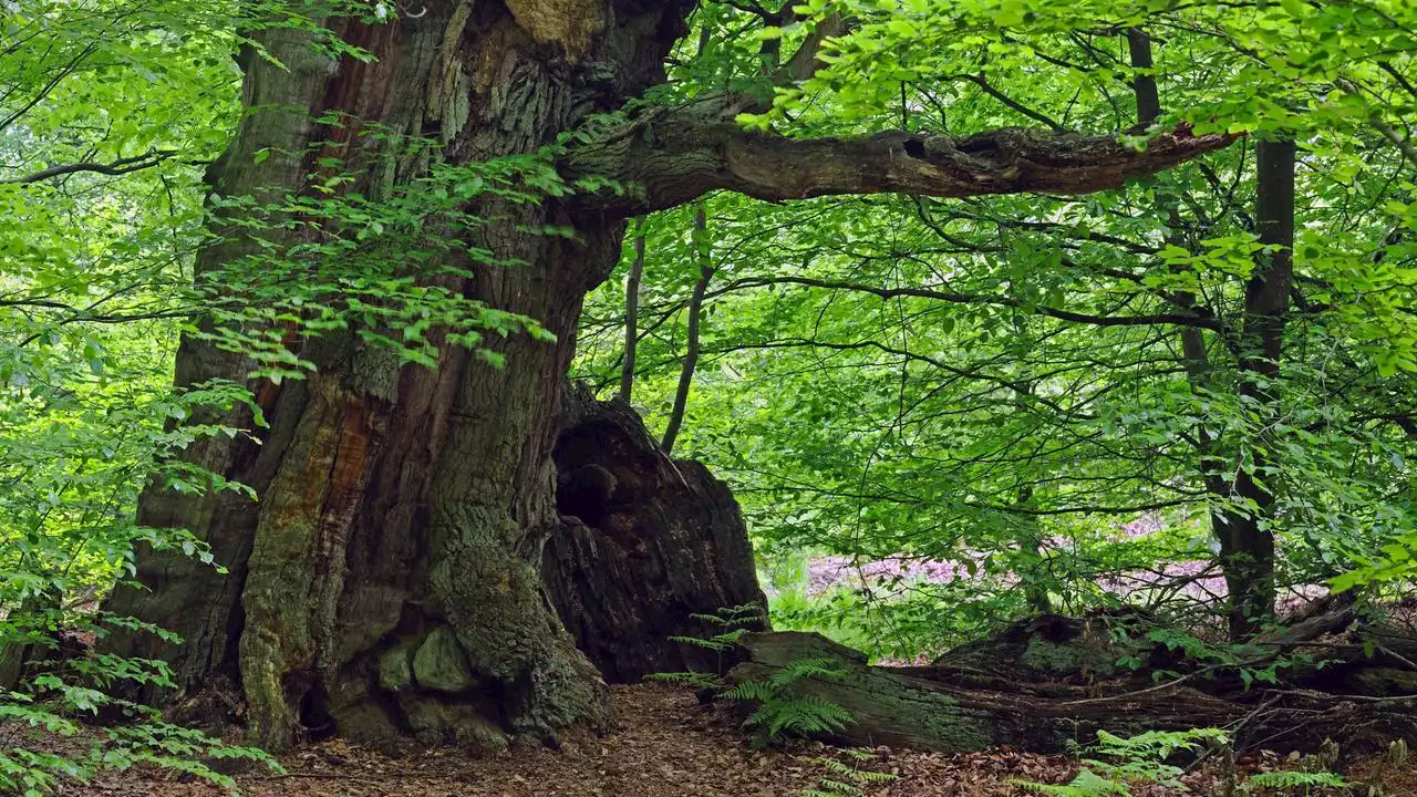 Tag des Baumes: Klimafitte Bäume braucht das Land