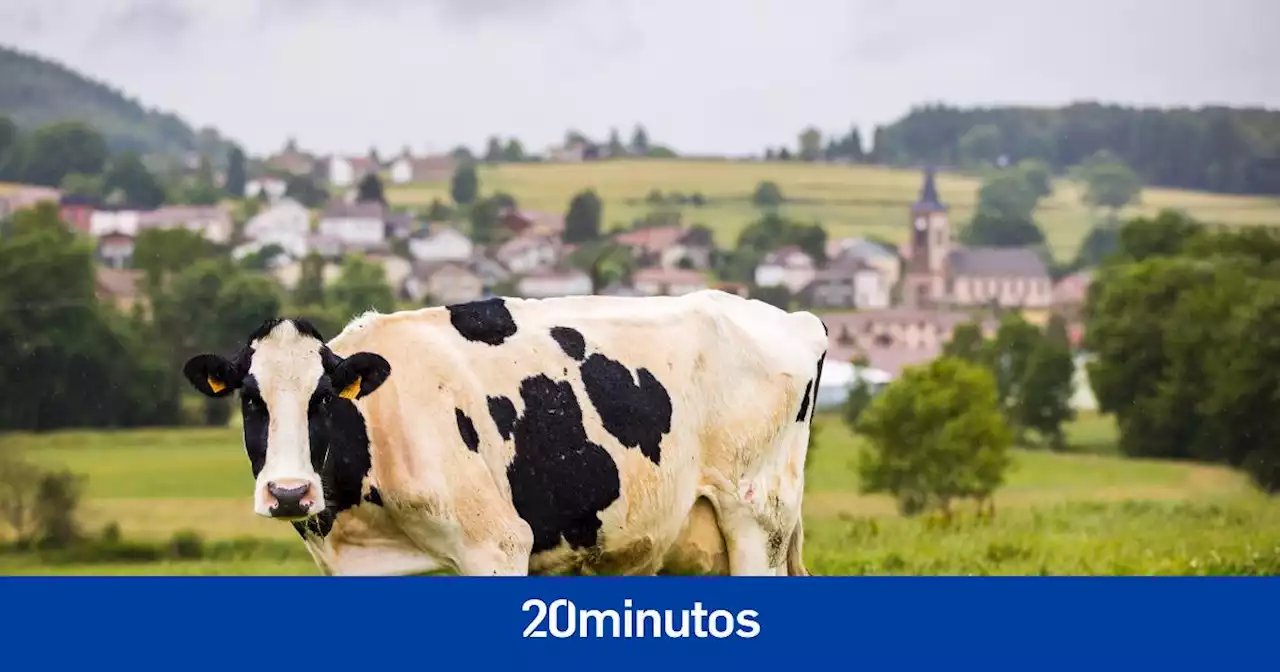 Muere un anciano aplastado por una vaca 'voladora' mientras orinaba al lado de las vías del tren