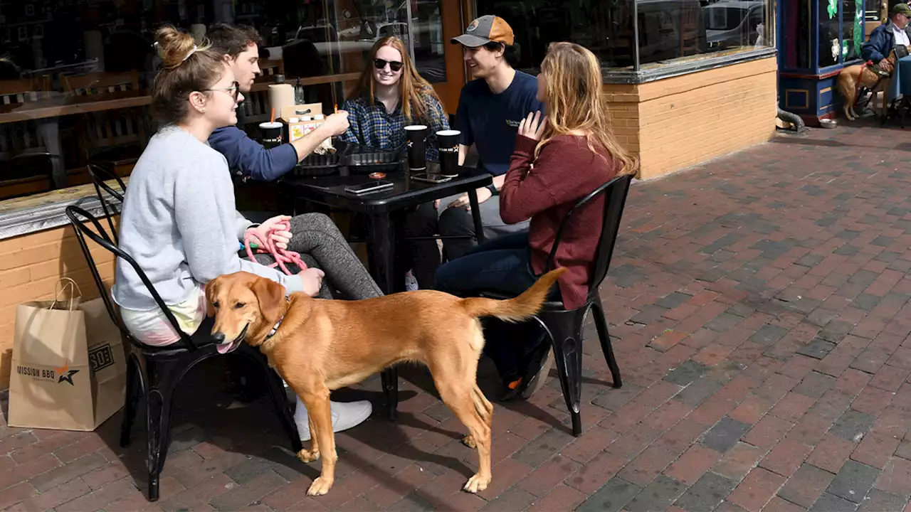 Outdoor dining with your dog is safe, according to the FDA