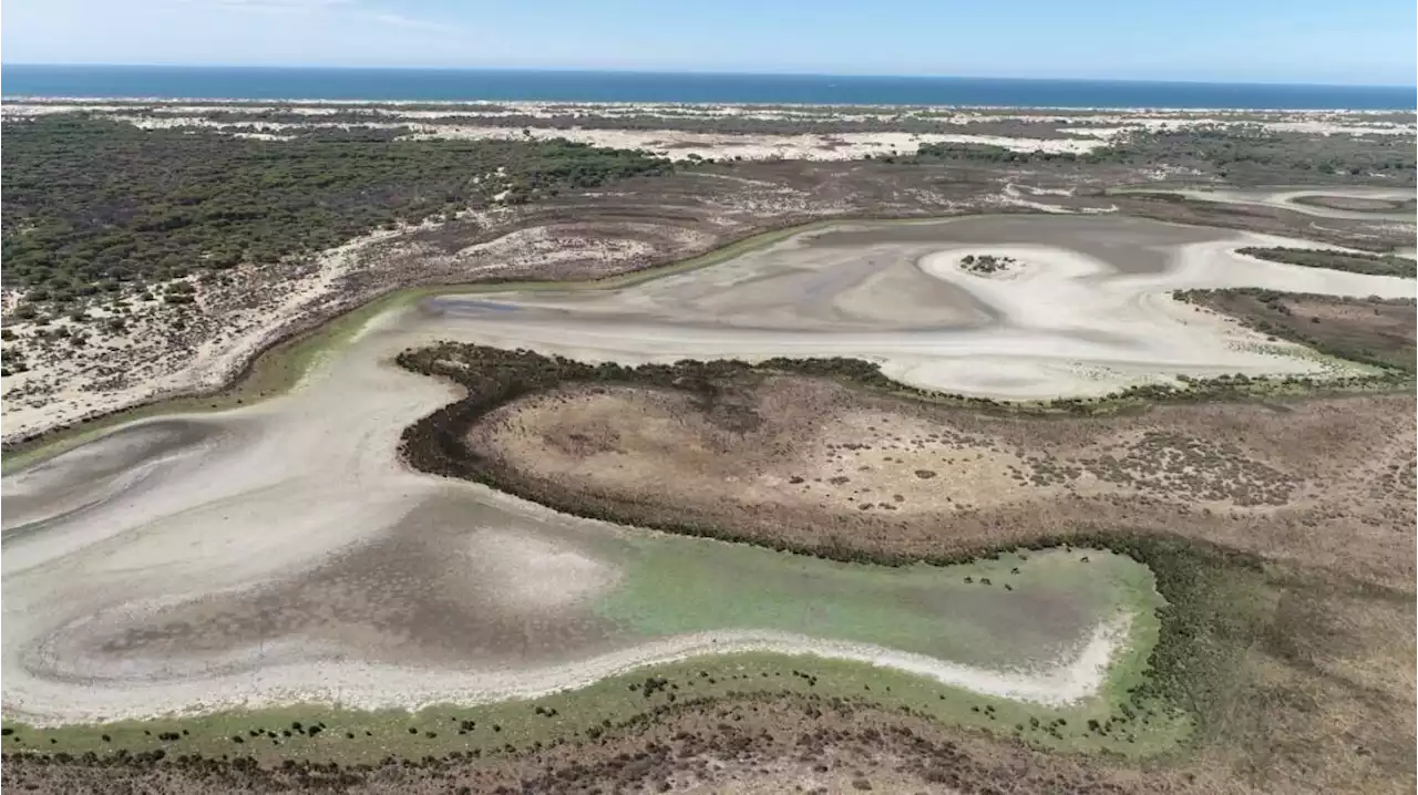 Der Erdbeeranbau bedroht einen berühmten Nationalpark in Spanien