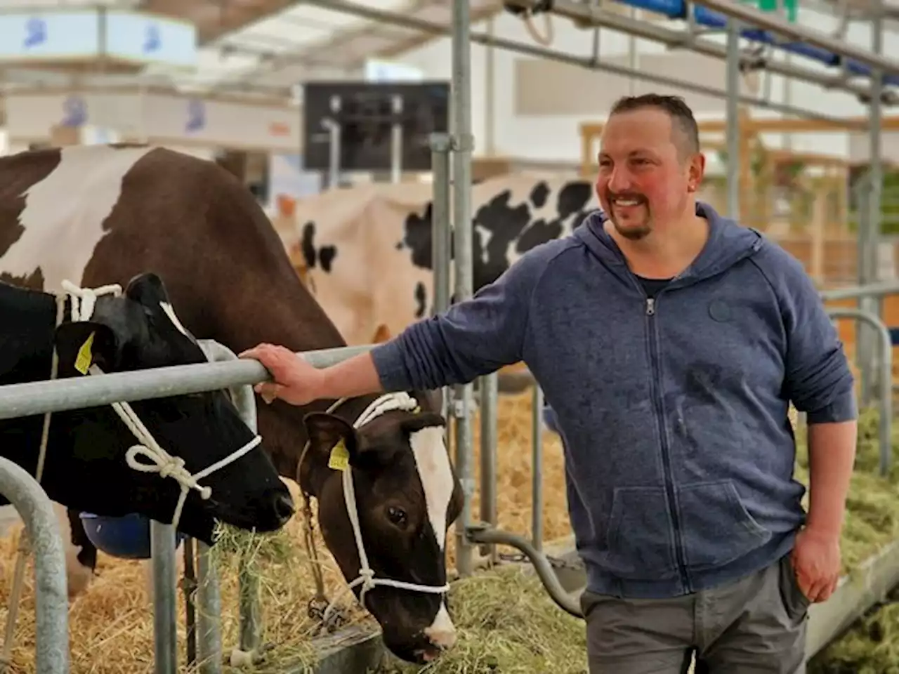 Holstein und Simmental: Die junge Thyra und die erfahrene Amylou an der BEA in Bern - bauernzeitung.ch