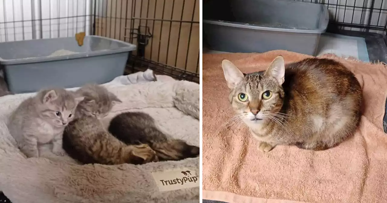 135 cats were just rescued from a hoarder house near Toronto