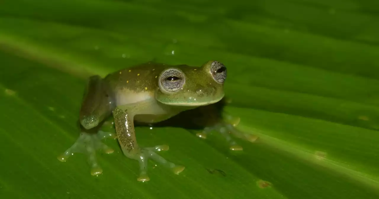 Hallan nueva especie de rana en Pijao, Quindío