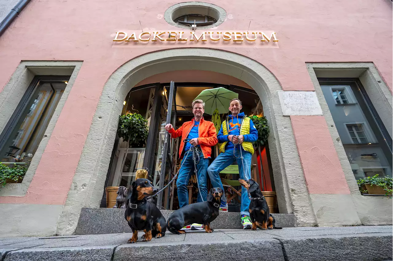 Tierisch kurios - Dackelmuseum feiert Neustart in Regensburg