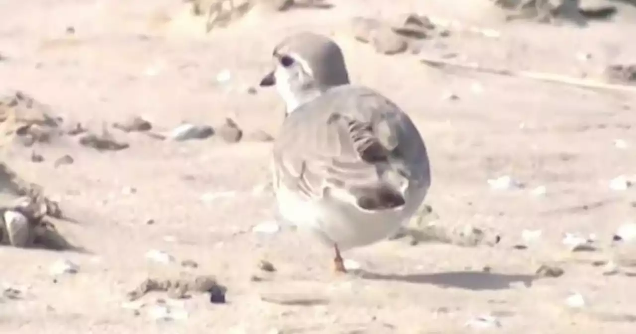 Piping plovers are officially back in Chicago