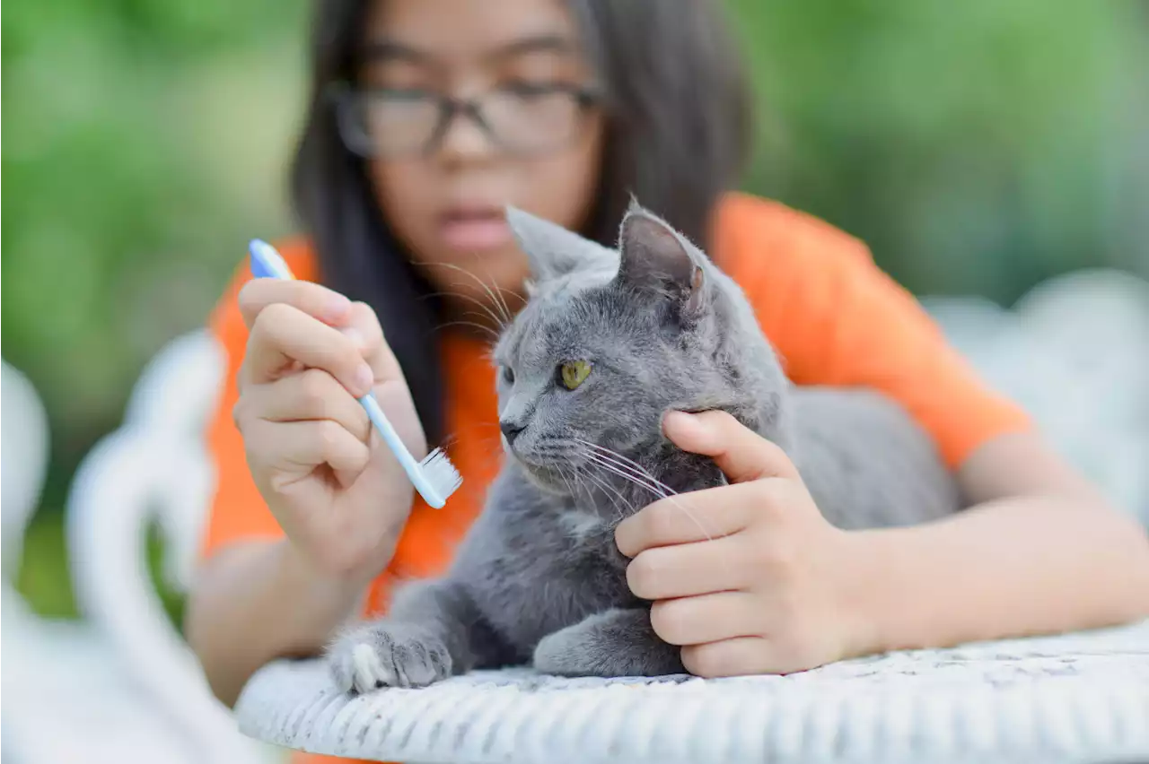 Should I Brush My Cat’s Teeth?