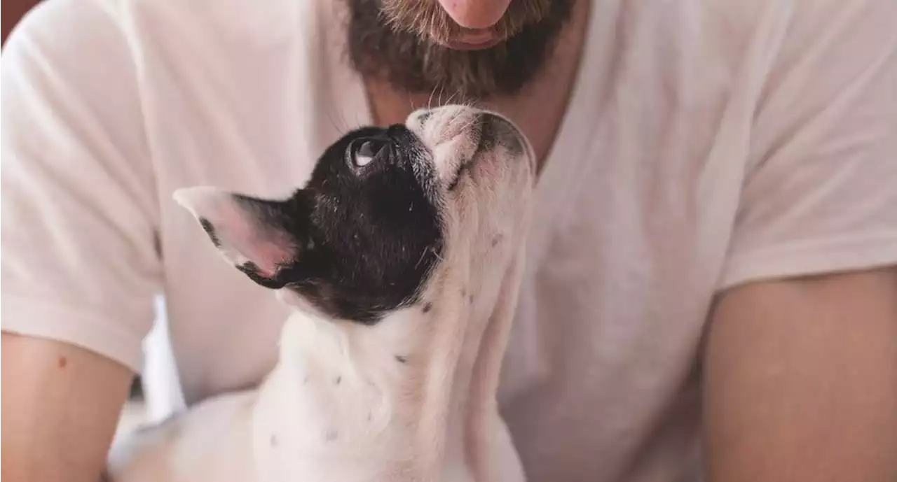 Joven encuentra a perrito que perdió hace 6 años, pero tiene nueva familia y llegan a este particular acuerdo