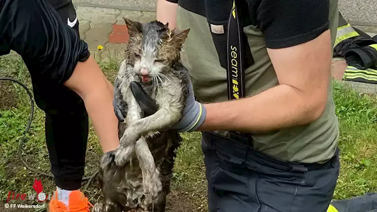 Nö: Katze von der FF Weikersdorf aus Kanalrohr gerettet