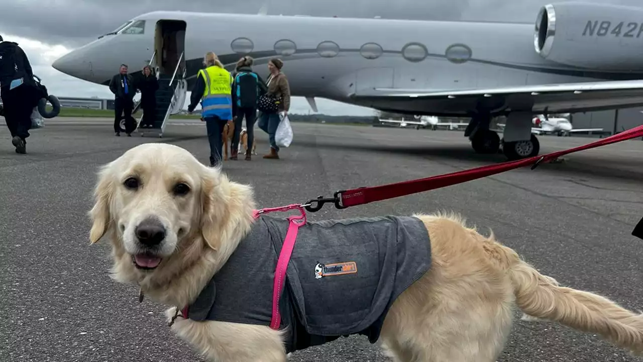 Dogs fly across Atlantic on private jet: Travel option was 'no brainer,' says owner