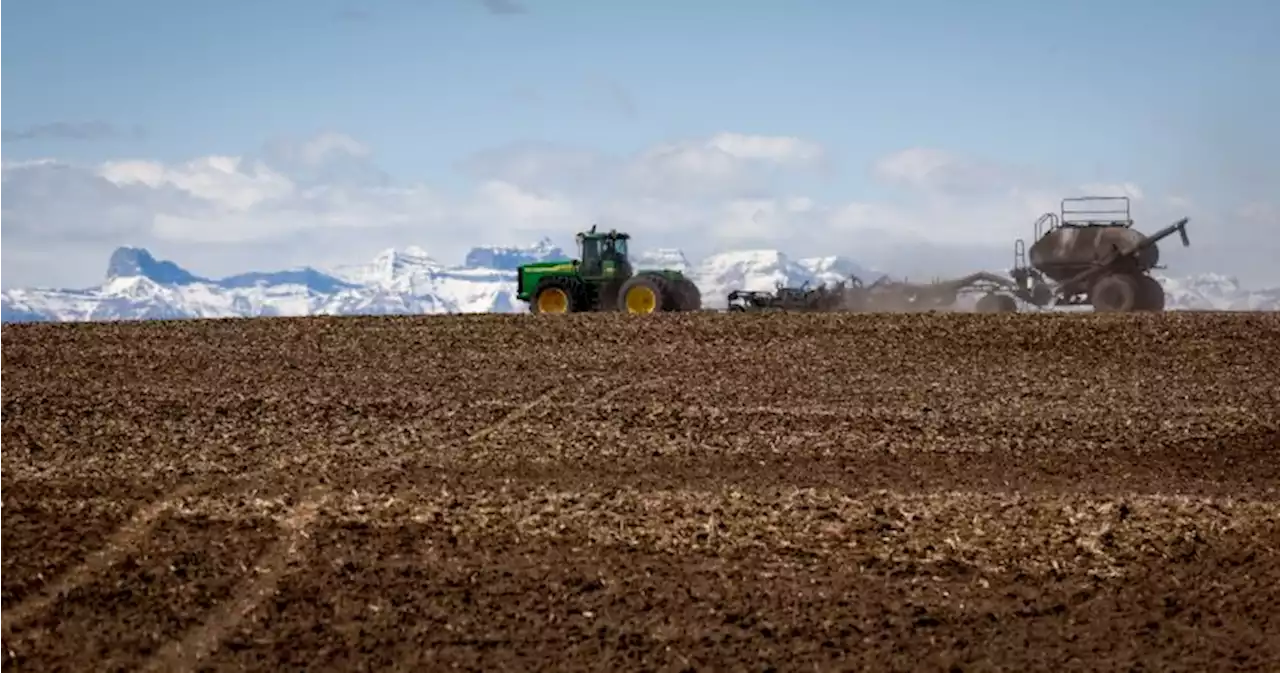 Canadian farmers set to plant record amount of wheat this year | Globalnews.ca