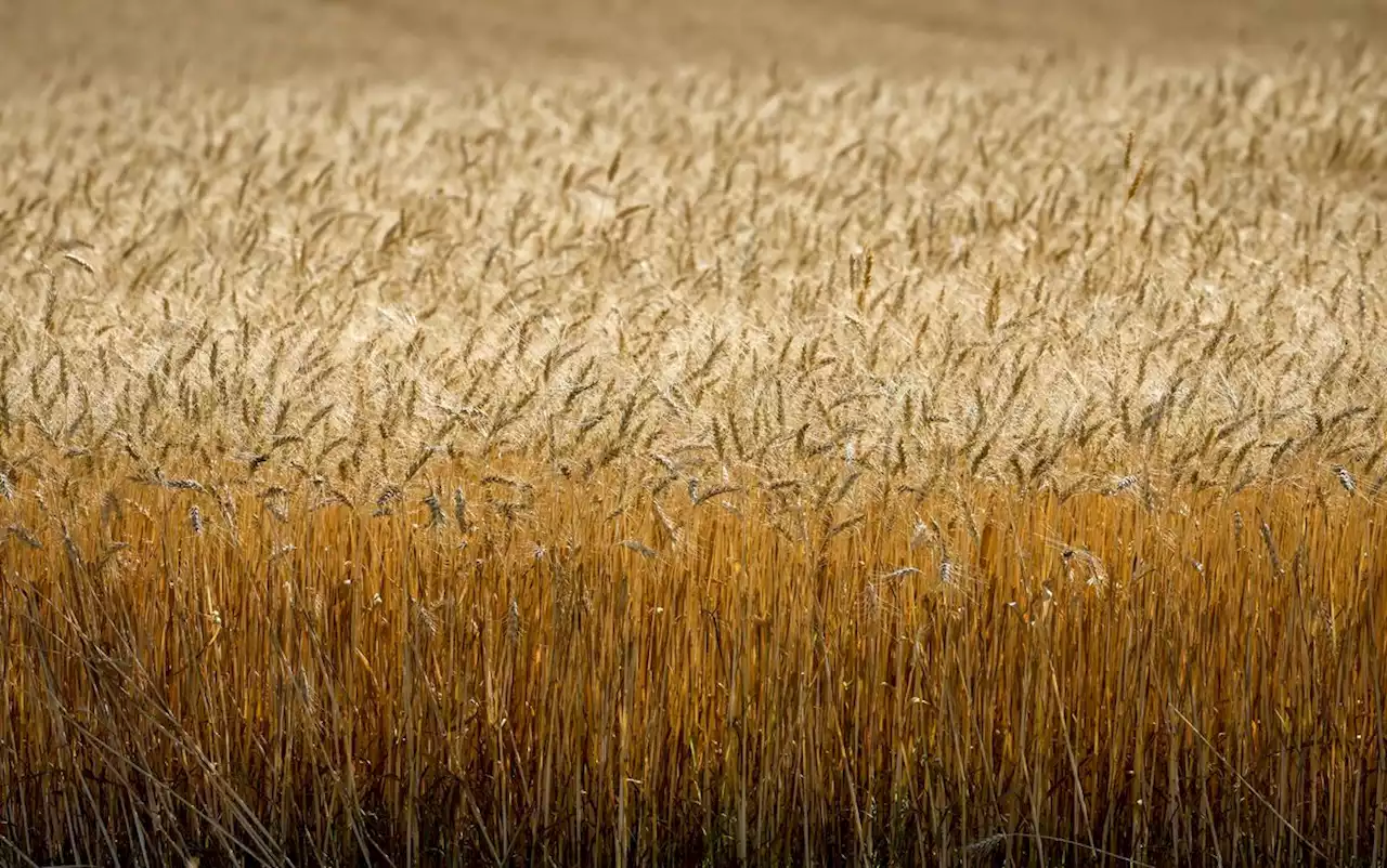 Canadian farmers intend to plant most wheat since 2001, government report says