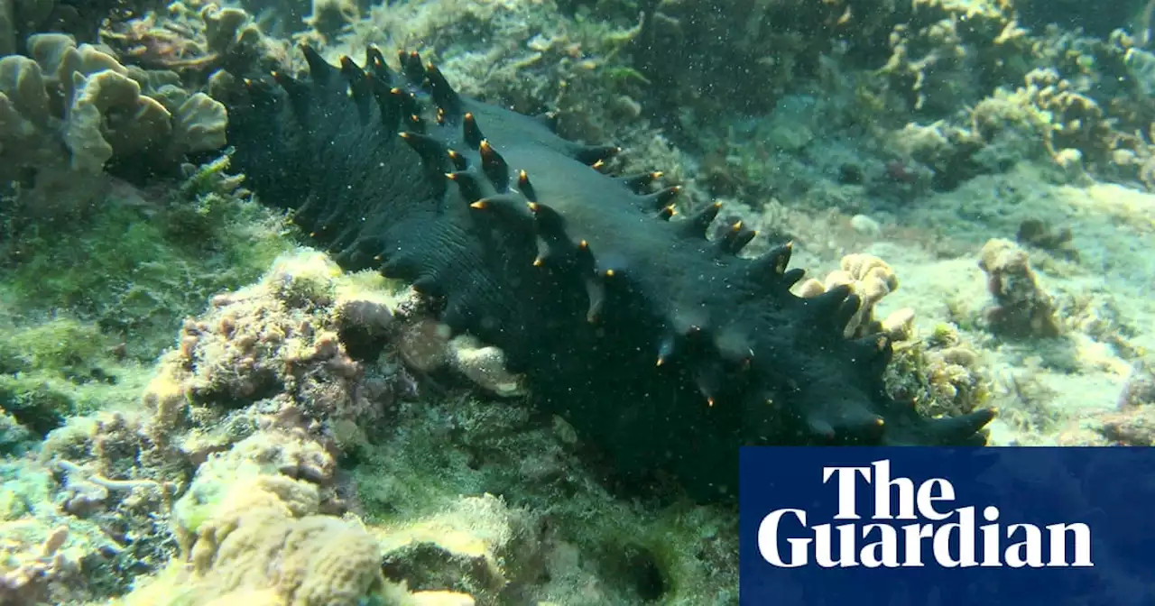 Poached sea cucumber: Japan police arrest five for stealing 600kg of the coveted creature