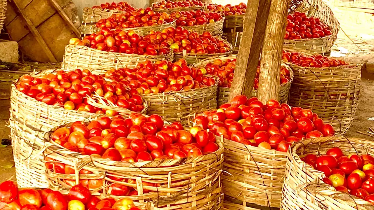 FG, firms partner to combat tomato pest disease | The Guardian Nigeria News - Nigeria and World News