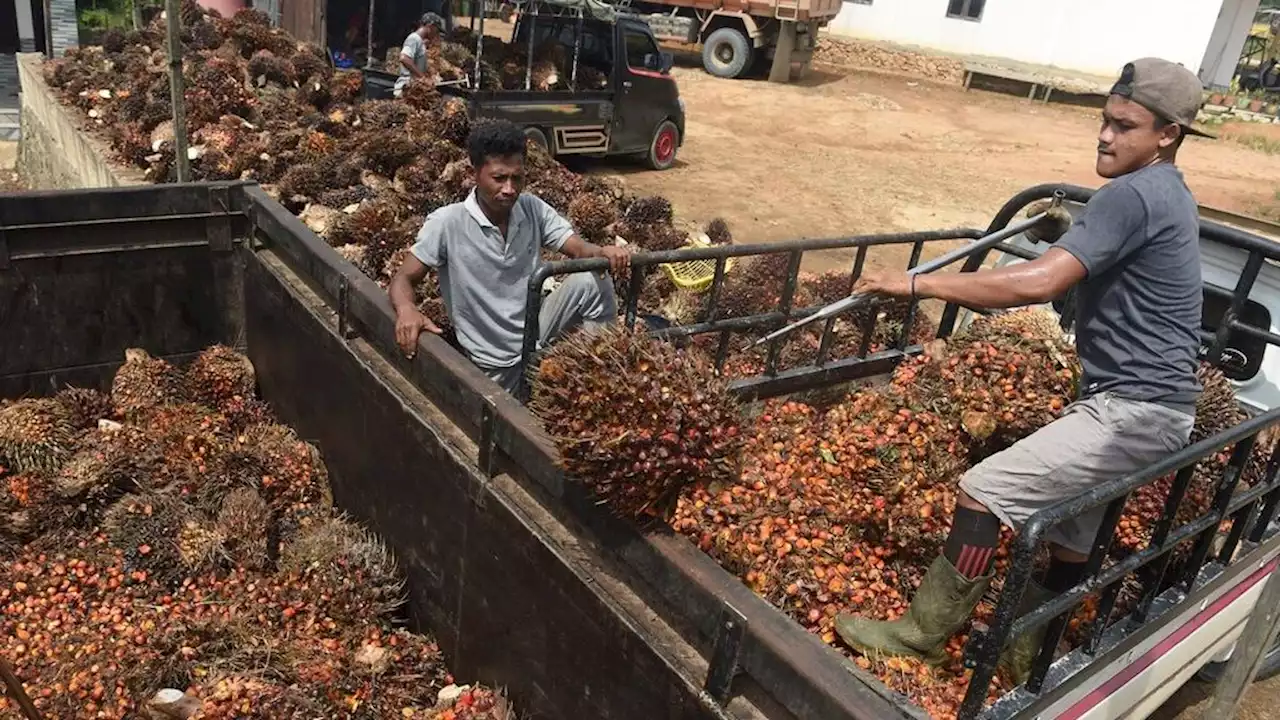 Harga CPO Tertekan Uni Eropa dan India