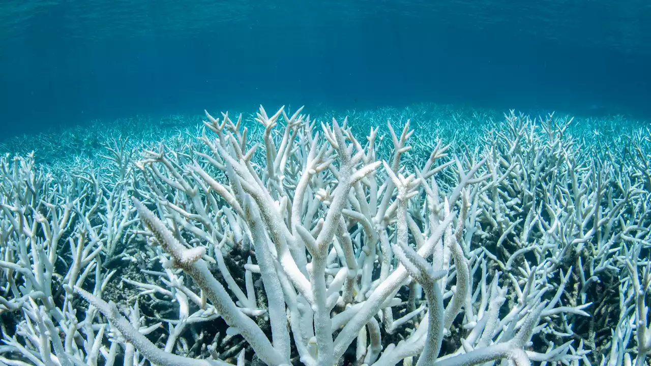 Aumenta en un 50% el calor en los océanos desde 2007: las consecuencias que nos esperan