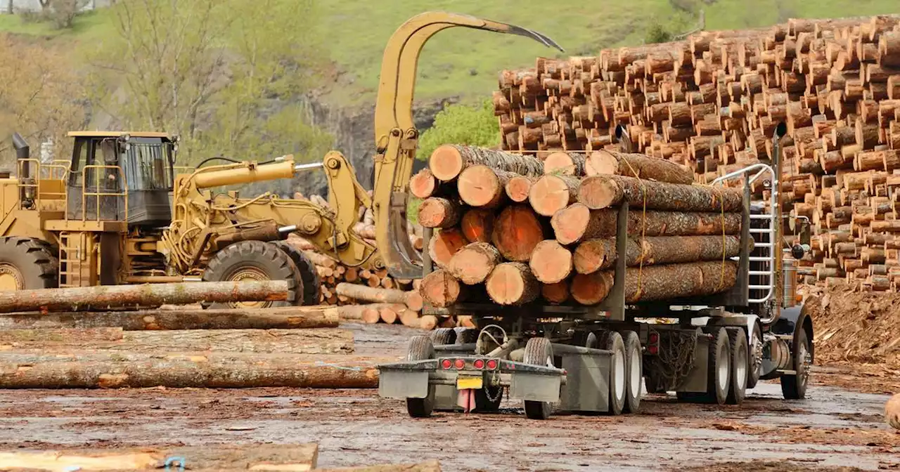 Government’s €1.3bn forestry plan stalled